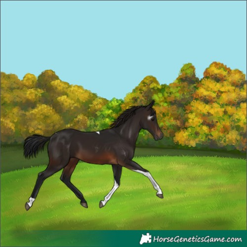 Horse Color:Gray Bay Tobiano 