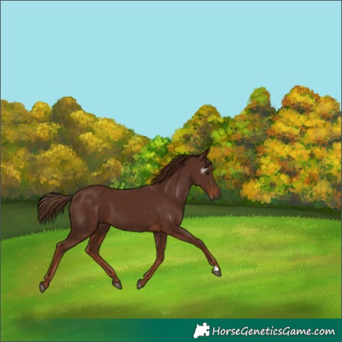 Horse Color:Gray Chestnut 