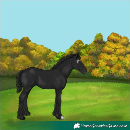 Horse Color:Gray Black 
