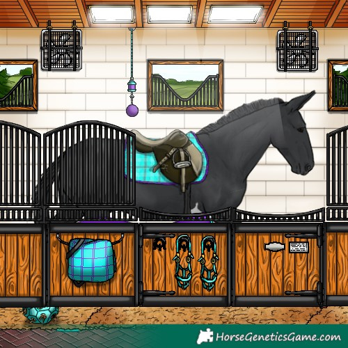 Horse Color:Black Tobiano 