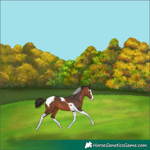 Horse Color:Bay Splash Tobiano Appaloosa 