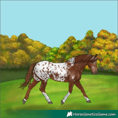 Horse Color:Gray Chestnut Tobiano Appaloosa 