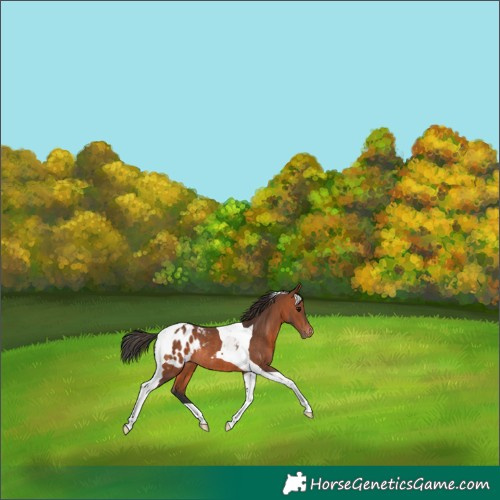 Horse Color:Bay Tobiano Appaloosa Rabicano 