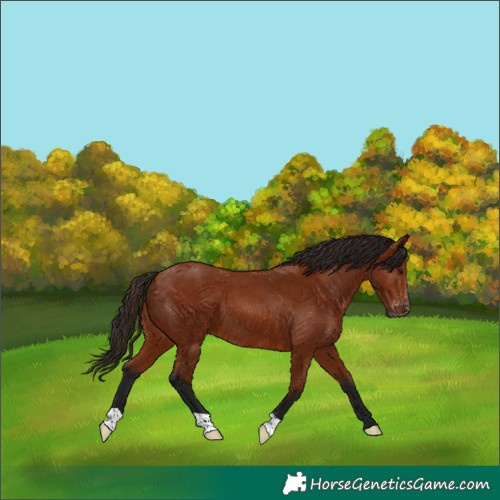 Horse Color:Gray Bay Appaloosa 