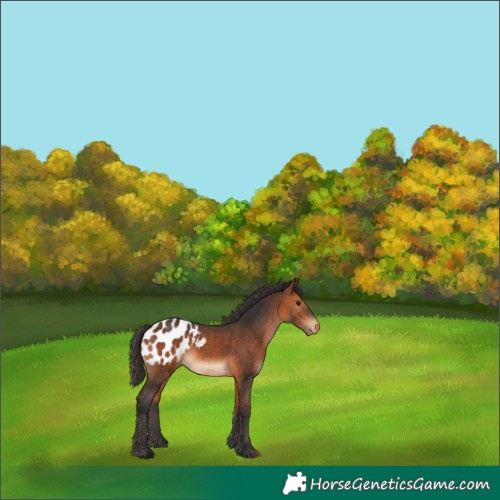 Horse Color:Bay Appaloosa 