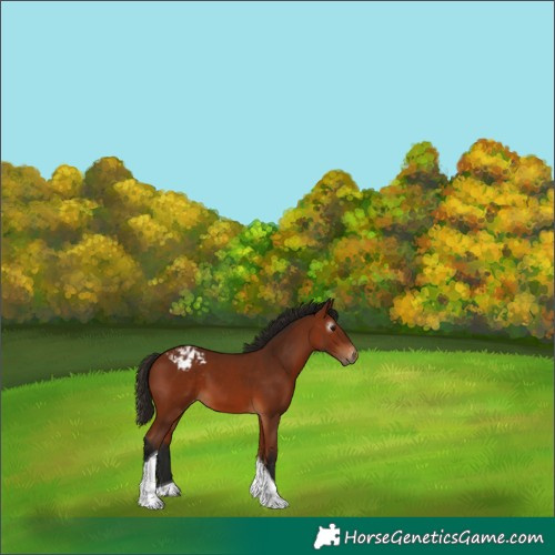 Horse Color:Gray Bay Tobiano Appaloosa 