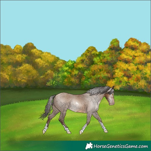 Horse Color:Gray Amber Champagne Tobiano Varnish 