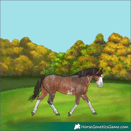 Horse Color:Bay Sabino Splash Appaloosa 