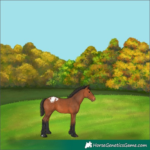Horse Color:Bay Appaloosa 