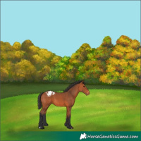 Horse Color:Bay Appaloosa 
