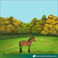 Horse Color:Bay Appaloosa 