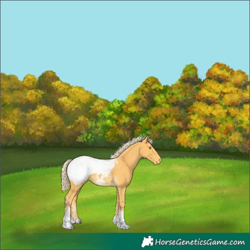 Horse Color:Palomino Tobiano Snowcap 