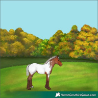 Horse Color:Silver Bay Roan Snowcap 