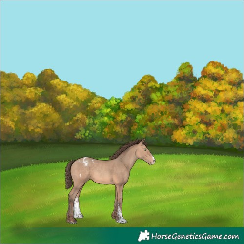 Horse Color:Amber Champagne Sabino Appaloosa 