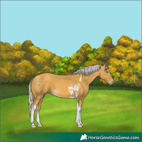Horse Color:Silver Sable Cream Champagne Tobiano 