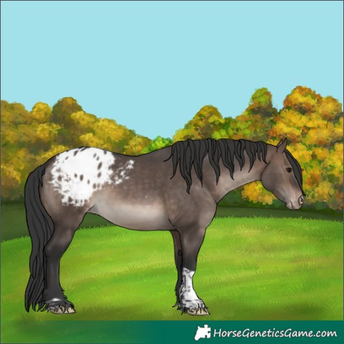 Horse Color:Brown Dun Tobiano Appaloosa 