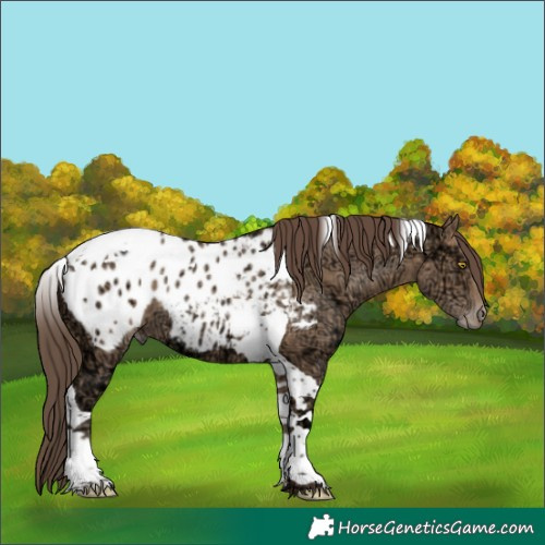 Horse Color:Amber Champagne Ice Tobiano Appaloosa 