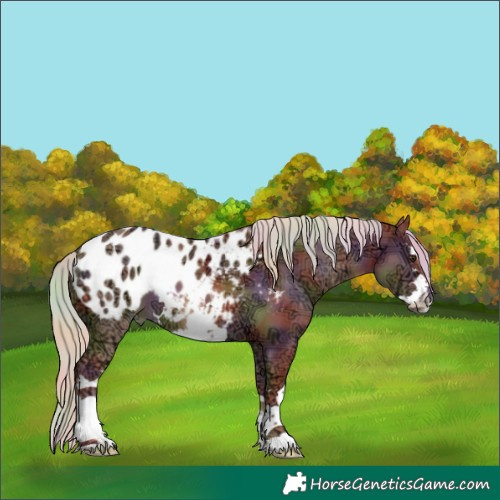 Horse Color:Nacre White Spotted Chocolate Palomino Ice Appaloosa 