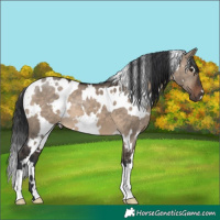 Horse Color:White Spotted Brown Dun 