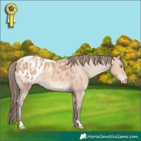 Horse Color:Amber Champagne Appaloosa 