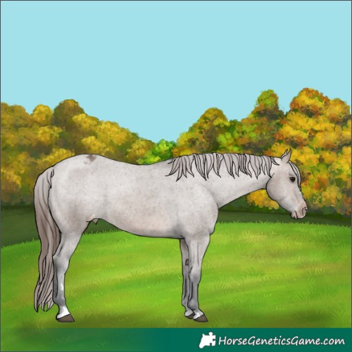 Horse Color:Brown Dun Appaloosa Rabicano 