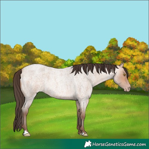 Horse Color:Amber Champagne Roan 