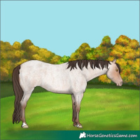 Horse Color:Amber Champagne Roan 