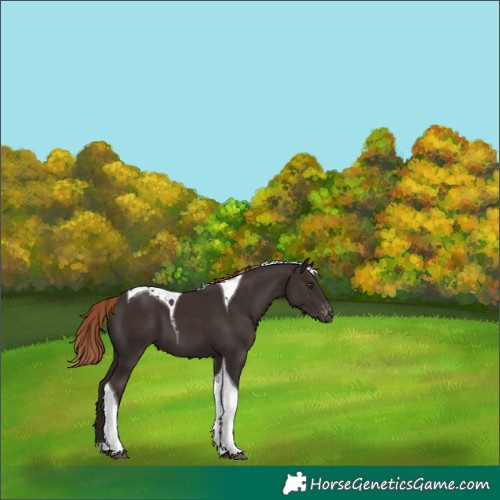 Horse Color:Liver Chestnut Tobiano Appaloosa 