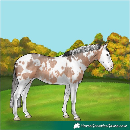 Horse Color:White Spotted Bay Roan Splash 