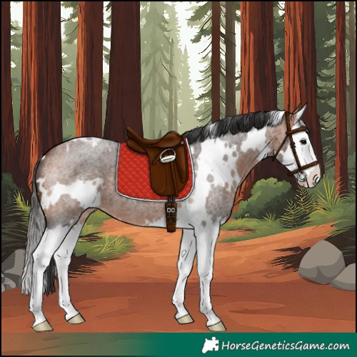Horse Color:White Spotted Bay Roan Splash 