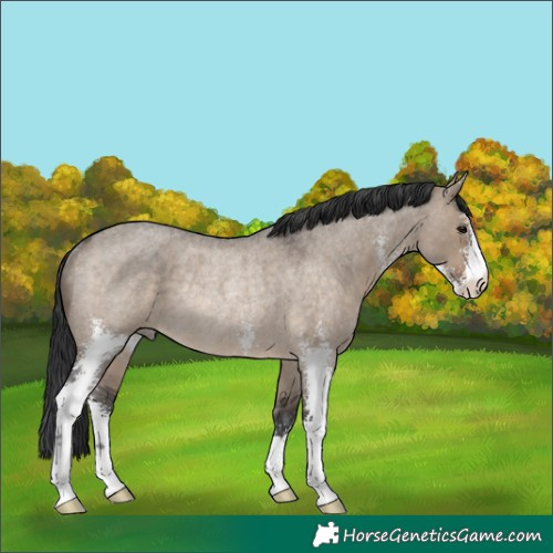 Horse Color:Brown Roan Dun Sabino Rabicano 