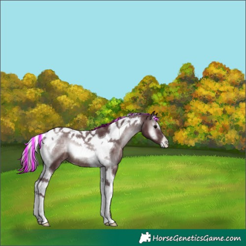 Horse Color:Platinum Painted Chocolate Brown Onyx Tobiano 