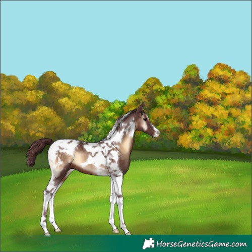 Horse Color:Chocolate Brown Onyx Tobiano Appaloosa