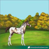 Horse Color:Chocolate Brown Onyx Tobiano Appaloosa 