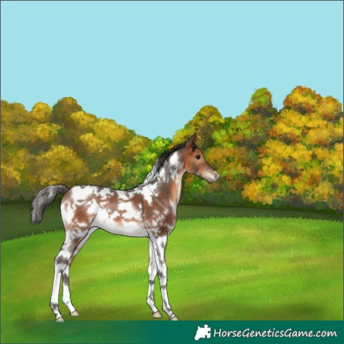 Horse Color:White Spotted Bay Tobiano 