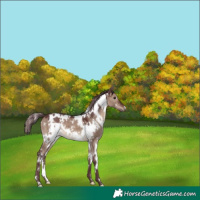Horse Color:White Spotted Chocolate Brown Dun 