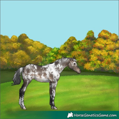Horse Color:White Spotted Brown Dun 