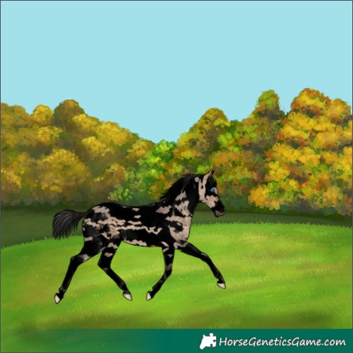 Horse Color:Void White Spotted Brown Dun Splash Tobiano