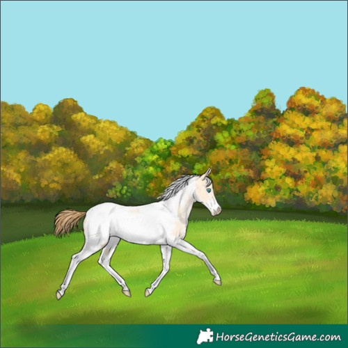 Horse Color:White Spotted Buckskin Pearl Dun Tobiano Frame 