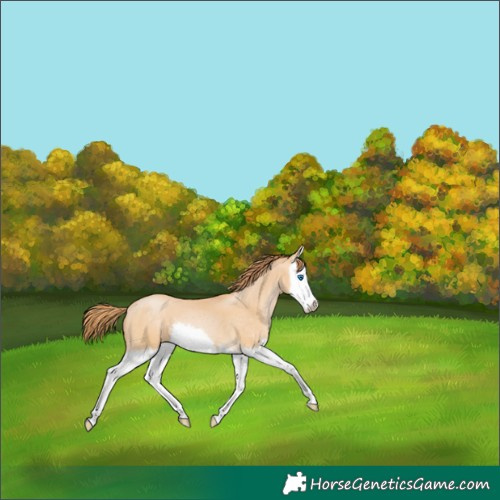 Horse Color:Buckskin Pearl Splash 