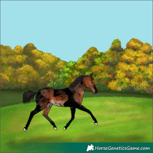 Horse Color:Void Bay Tobiano 