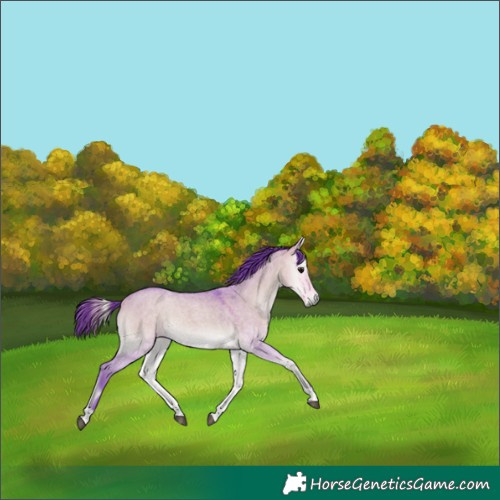 Horse Color:Watercolor Buckskin Roan Onyx 