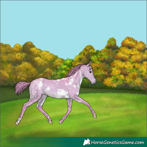 Horse Color:Watercolor White Spotted Buckskin Dun 
