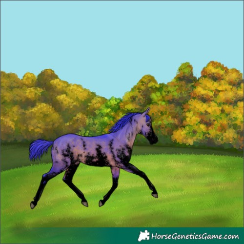 Horse Color:Void Watercolor Bay Dun Sabino 