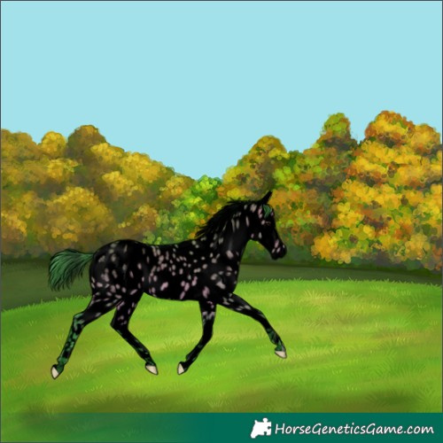 Horse Color:Void Watercolor Brown Dun Appaloosa