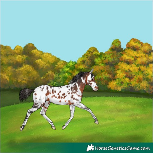 Horse Color:White Spotted Bay Splash Near Leopard 