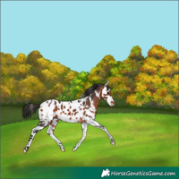 Horse Color:White Spotted Bay Splash Near Leopard 