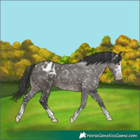 Horse Color:Grullo Appaloosa 