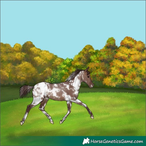 Horse Color:White Spotted Chocolate Brown Dun Appaloosa 