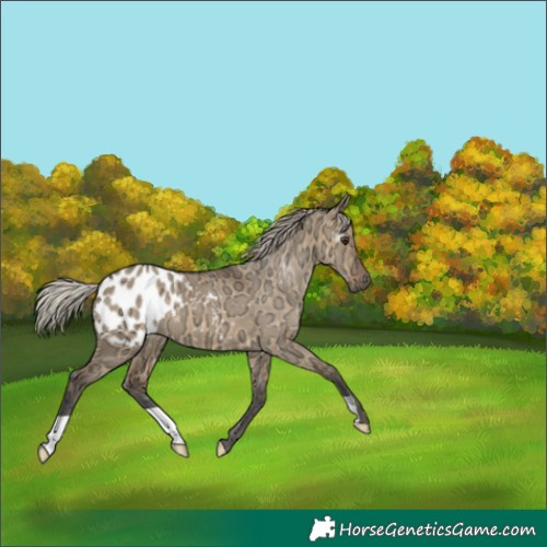 Horse Color:Gray Silver Bay Ice Dun Appaloosa 
